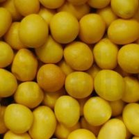 8-kacang-kuning
